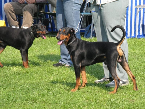 #PinczerŚredni #GermanPinscher