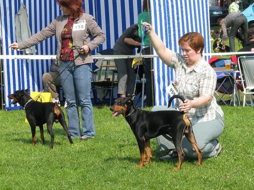 #PinczerŚredni #GermanPinscher