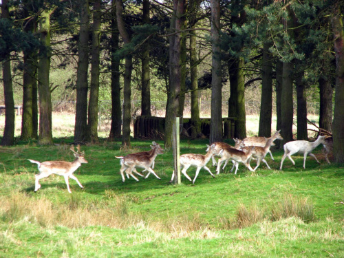 Daniele (Dama dama) - gatunek ssaka z rodziny jeleniowatych #przyroda #natura #krajobraz #drzewa #rośliny #zwierzęta #park #niebo