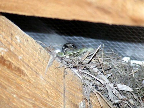 samiczka kopciuszka w gnieździe