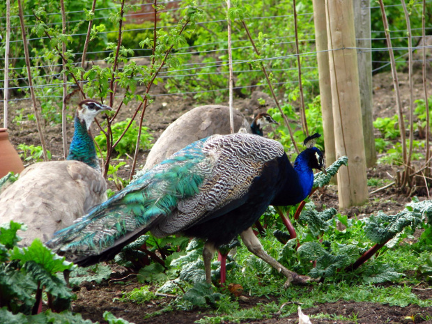 Paw indyjski (Pavo cristatus) - duży ptak grzebiący z rodziny kurowatych #przyroda #natura #zwierzęta #ptaki #krajobraz #paw #fauna #flora