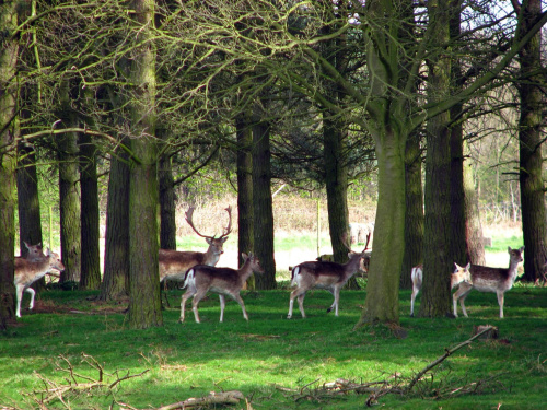 Daniele (Dama dama) - gatunek ssaka z rodziny jeleniowatych #przyroda #natura #krajobraz #drzewa #rośliny #zwierzęta #park #niebo