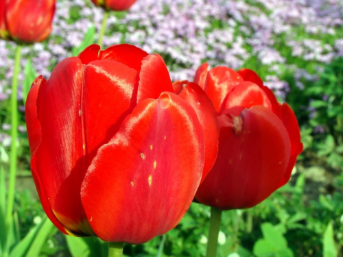 kwiat, tulipan, makro