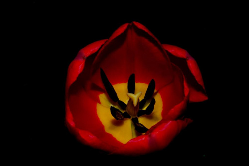 Kwiaty mojego ogrodu. #Tulipan #kwiaty #makrografia
