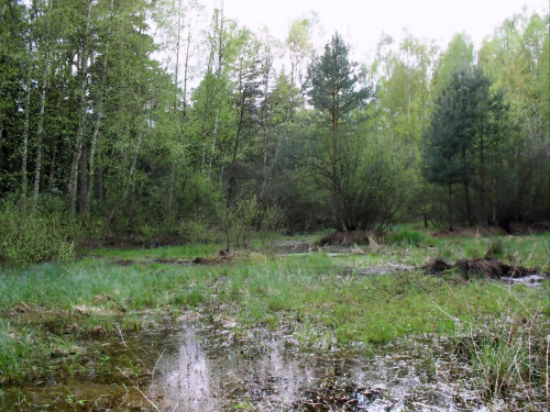 Leśne bagno. Nadleśnictwo w Kaletniku gm. Koluszki, #Las #bagno #Nadleśnictwo #Brzeziny #Koluszki #Kaletnik