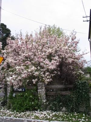 wiosna 2008, magnolia #wiosna #kwiaty #magnolia