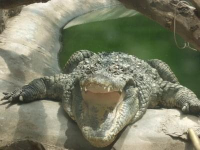 #krokodyl #zwierzeta #zoo