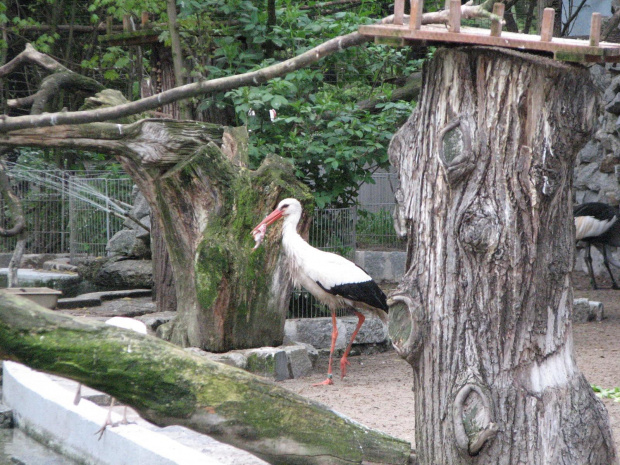 #Żubry #zwierzęta #zoo #Wrocław