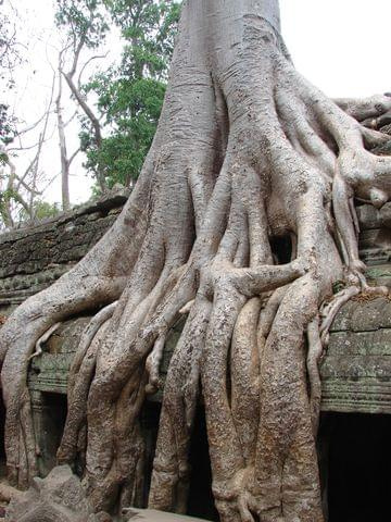 Ta Prohm