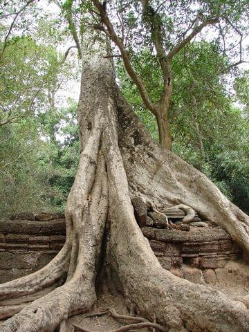 Ta Prohm