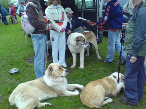 wystawa psów łódź maj 2008 #WystawaPsów