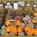 kaktusy #kaktusy #kwiaty #ogrody
