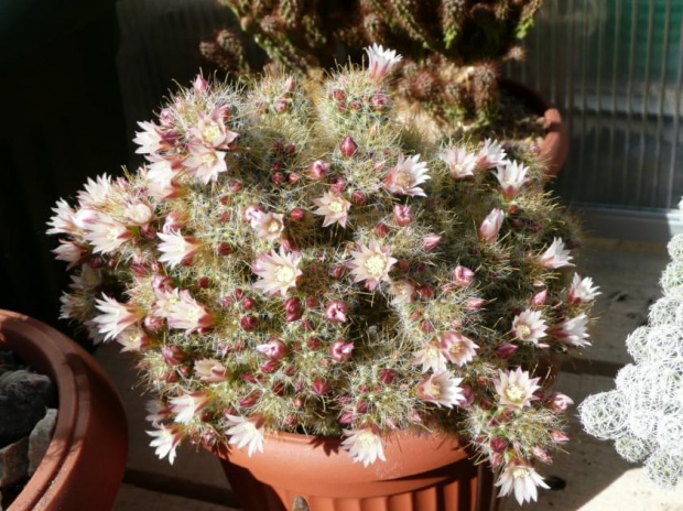 Mammillaria crinita ssp. wildii