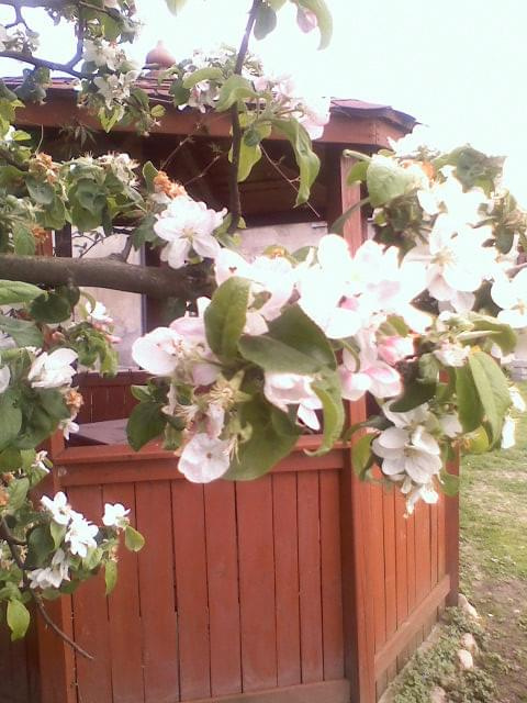 Jabłonka... #wiosna