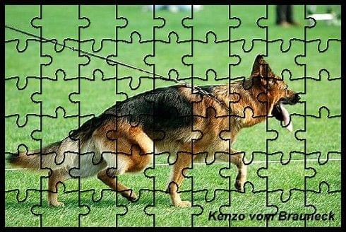 Kenzo vom Brauneck puzzle for Marco