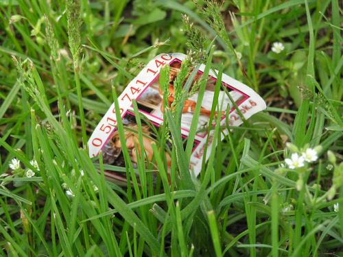 Seks w trawie #seks #trawa #WTrawie