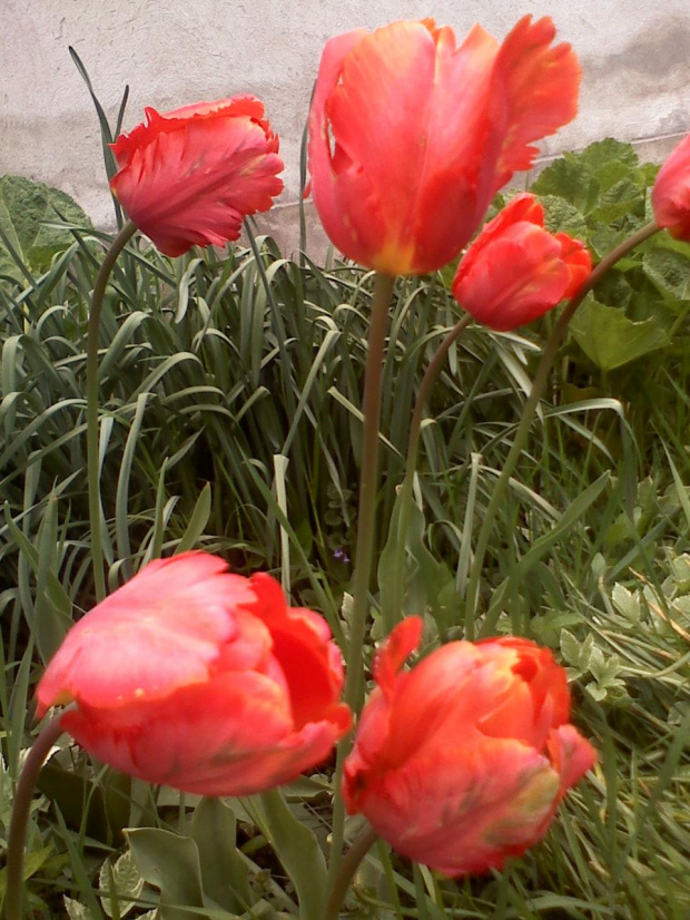 Tulipany papuzie #kwiaty