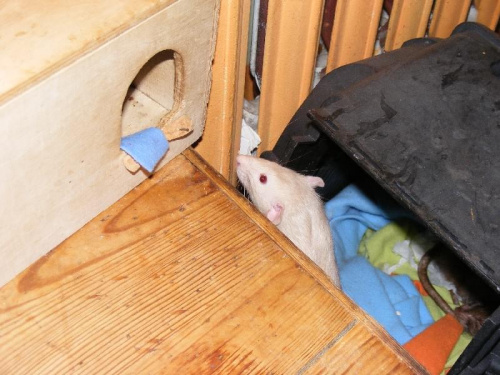 Kącik szczurzy za łóżkiem (+Ybis)