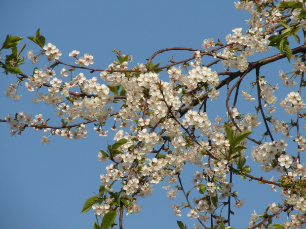 Kwitnąca jabłonka #natura #rośliny #drzewa #kwiaty