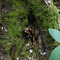 Salamandra Sandra