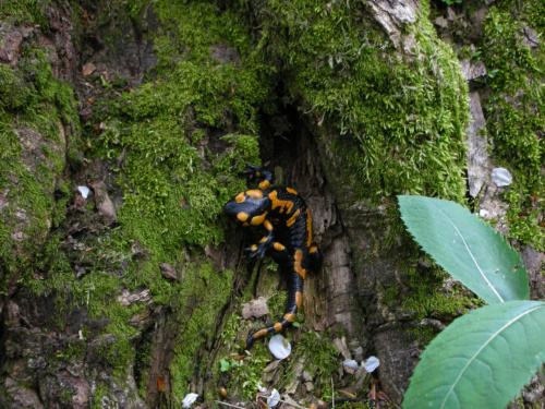 Salamandra Sandra