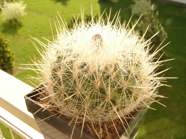 Thelocactus macdowelli