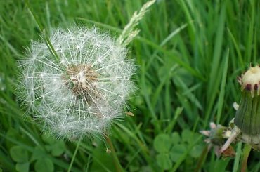 #kwiatek #makro #roślina #dmuchawiec