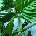 Phyllium sicifoilium - liśćce jesienne #phyllium #sicifolium #liściec