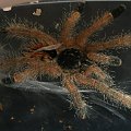 avicularia metallica L3