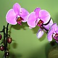 Phalaenopsis