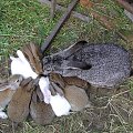 królasy tata i mama