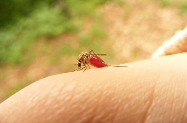 komar ssie krew, seria 10 zdjęć #komar #krew #człowiek