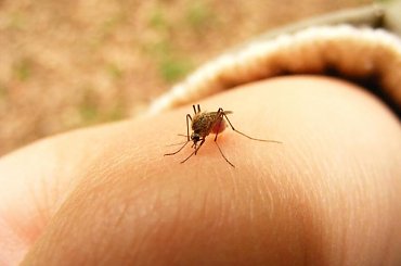 komar ssie krew, seria 10 zdjęć #komar #krew #człowiek