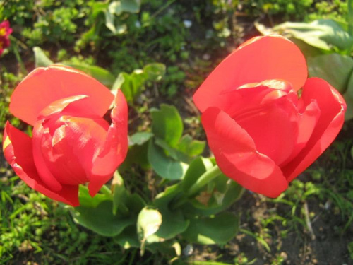 Tulipany #kwiaty