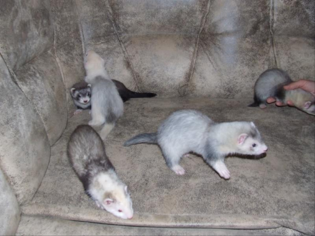 Essi , Effi ,Ezzy, Enno i Eggo