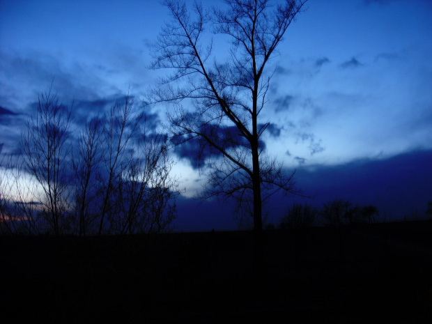 Niebiańskie niebo... W natchnieniu nocy... #drzewo #topola #niebo #pejzaż #widok #horyzont