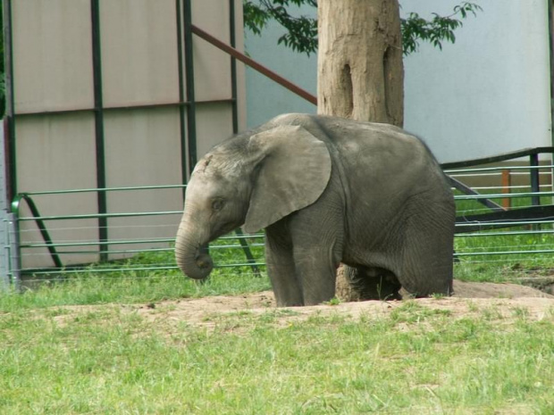 Węgry Nyiregyhaza Zoo #zoo #węgry #słon #zyrafa #małpy