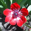 Niepełny czerwony zawilec #kwiaty #przyroda