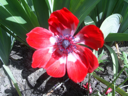 Niepełny czerwony zawilec #kwiaty #przyroda