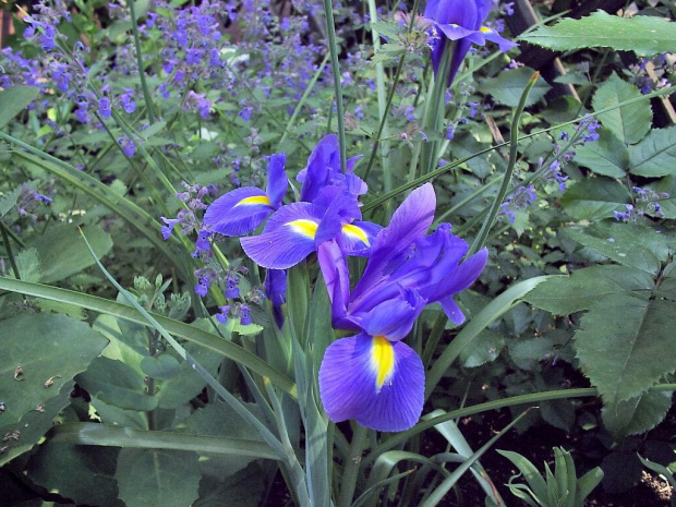 W moim ogrodzie #MÓJODRÓD #MojeRosliny #PieknoPrzyrody #kwiaty #ogrod #przyroda #IRYSY