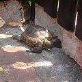 Żółw błotny w Beskidach #ŻółwBłotny #Beskidy