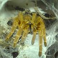 P.Murinus L9