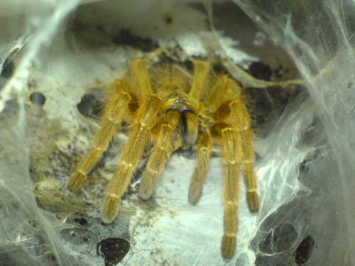 P.Murinus L9