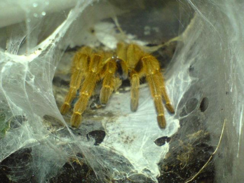 P.Murinus L9