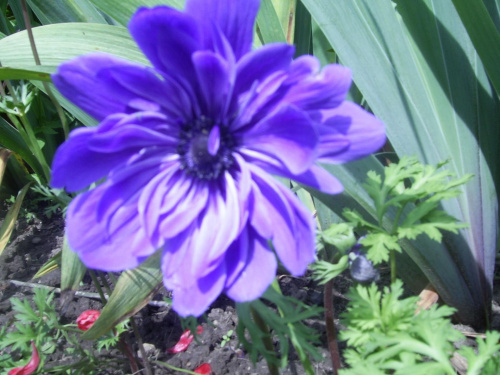 Niebieski pełny zawilec #kwiaty #przyroda