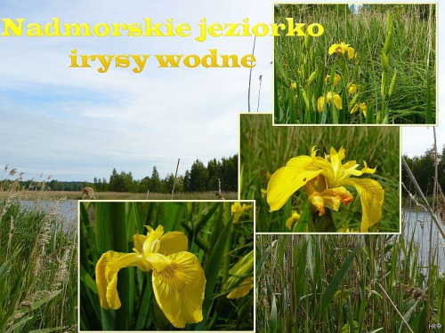 Po drodze na plażę w Mikoszewie....cudne, dzikie jeziorko! #irysy #jezioro #NadMorzem #trawy