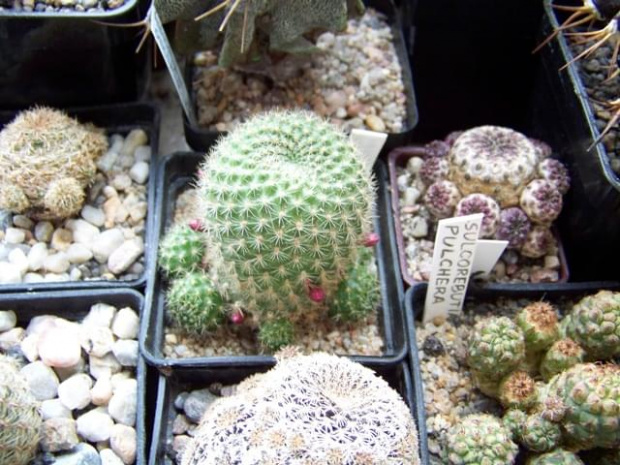 Rebutia minuscula