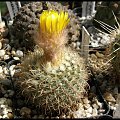 127.Parodia mutabilis