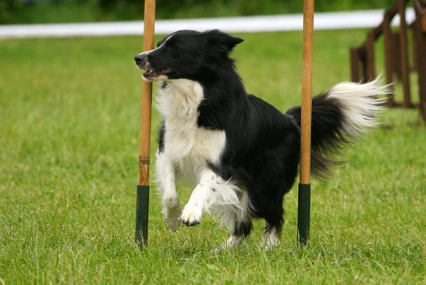 Zawody Agility 24.05.2008 Bydgoszcz PPA