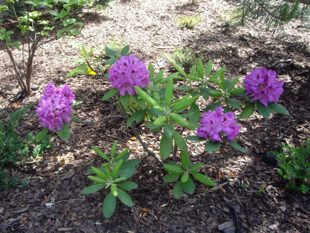 rododendron